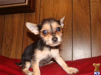 Teacup Yorkie Chi Chorkie female 3 months 1.9 lbs